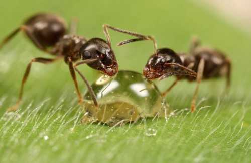 Заговор от муравьев