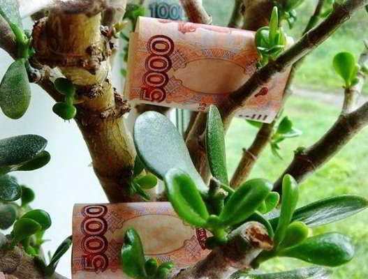 Посадить денежное дерево с заговором на деньги
